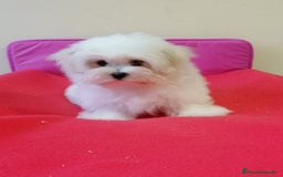 Bichón Maltés perros en venta: Bichón Maltés  - Anuncio 2
