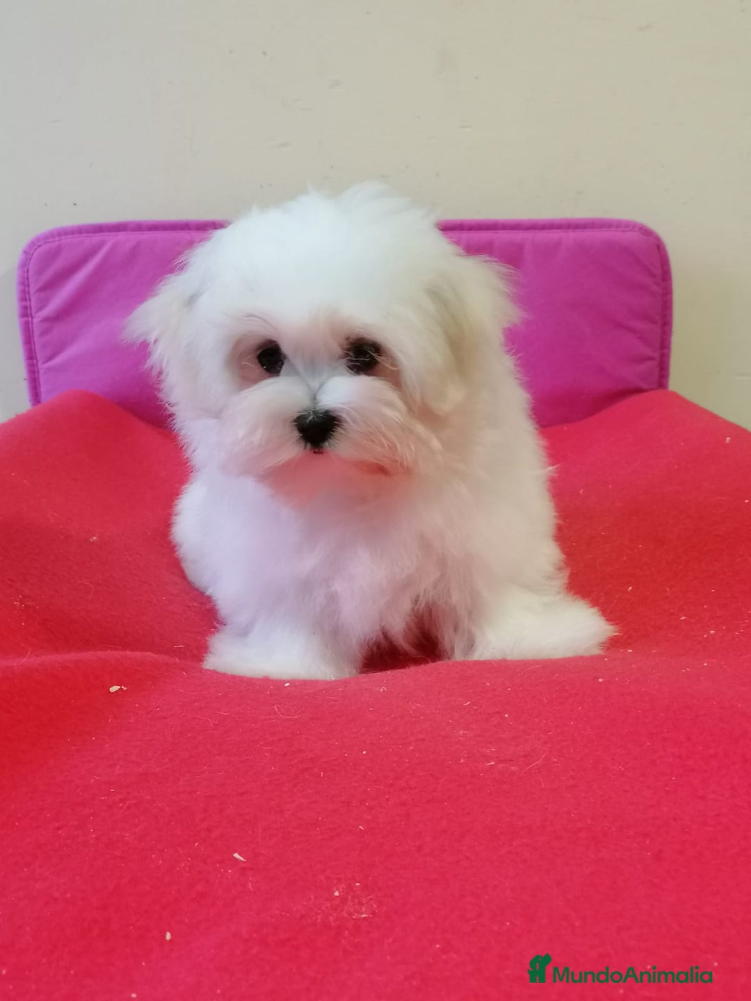 Bichón Maltés perros en venta: Bichón Maltés  - Anuncio 2