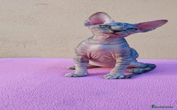 Sphynx gatos en venta: Preciosa hembrita tortuga tabby  - Imagen 14
