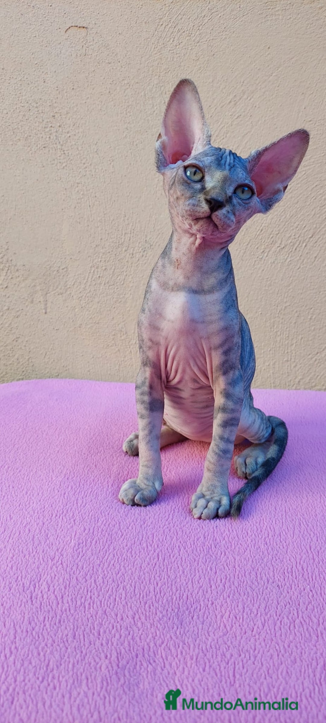 Sphynx gatos en venta: Preciosa hembrita tortuga tabby  - Imagen 14