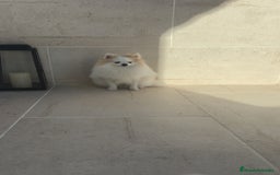 Pomerania perros en venta: Pomerania pedigree  - Imagen 1