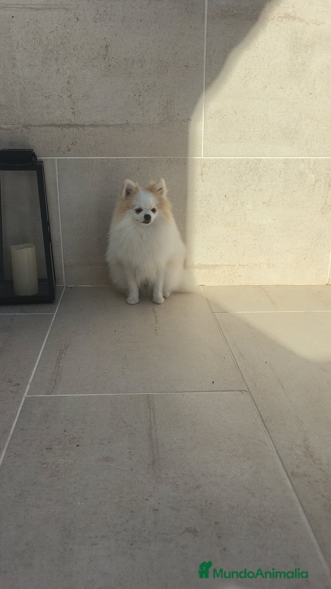 Pomerania perros en venta: Pomerania pedigree  - Imagen 1