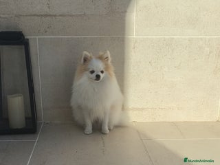 Pomerania perros - Anuncio 3