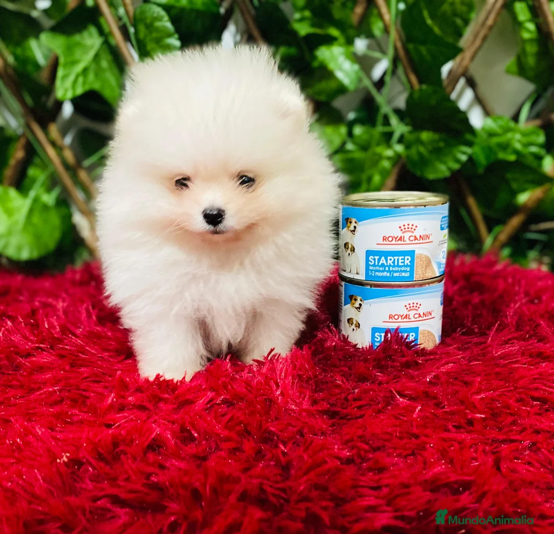 Pomerania perros en venta: POMERANIA  - Anuncio 2