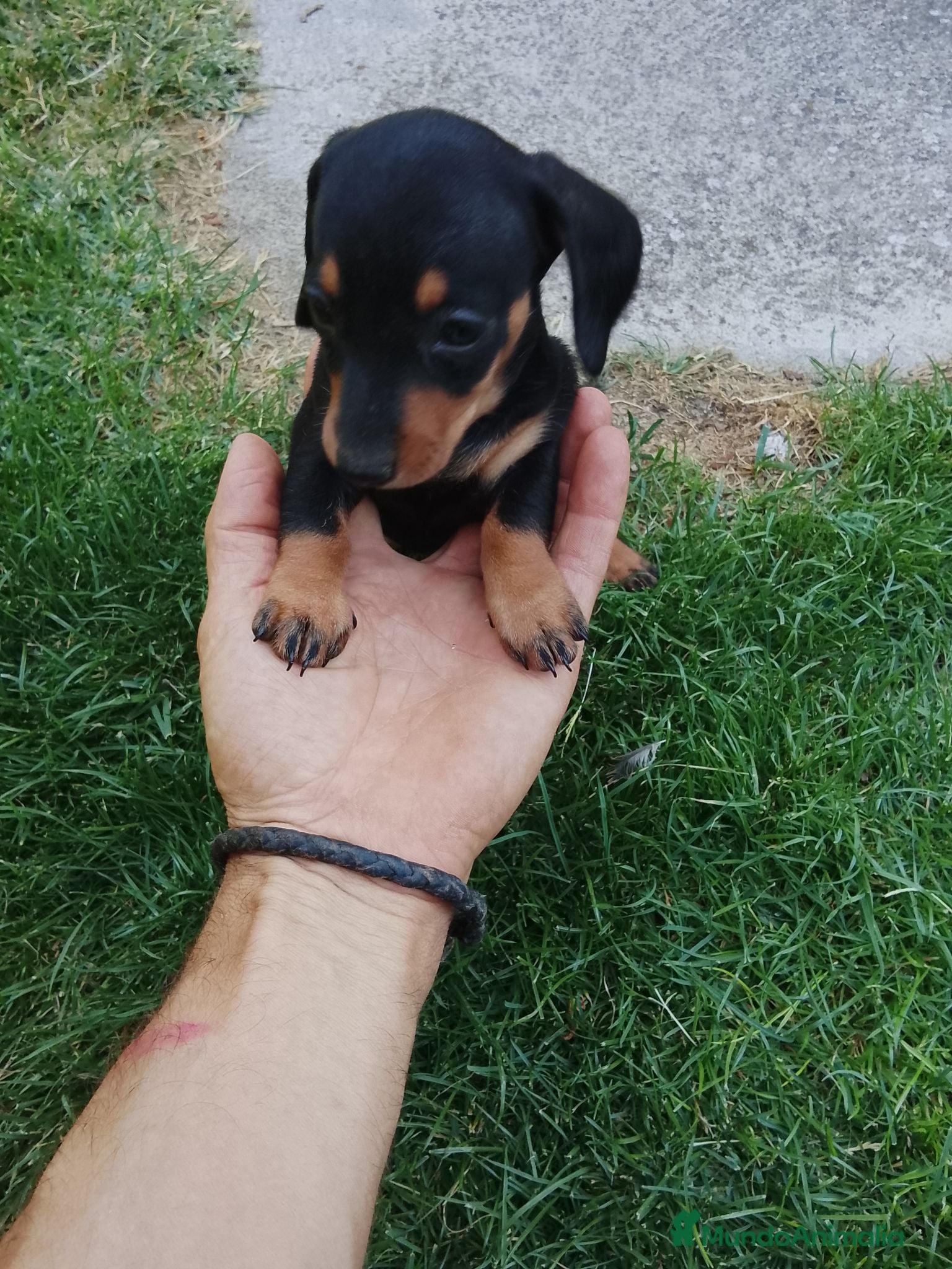 Teckel Miniatura perros Teckel miniatura negro fuego  - Anuncio 2