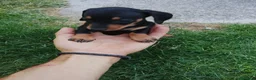 Teckel Miniatura perros en venta: Teckel miniatura negro fuego  - Anuncio 1