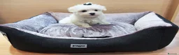 Bichón Maltés perros en venta: Bichón maltés - Anuncio 7
