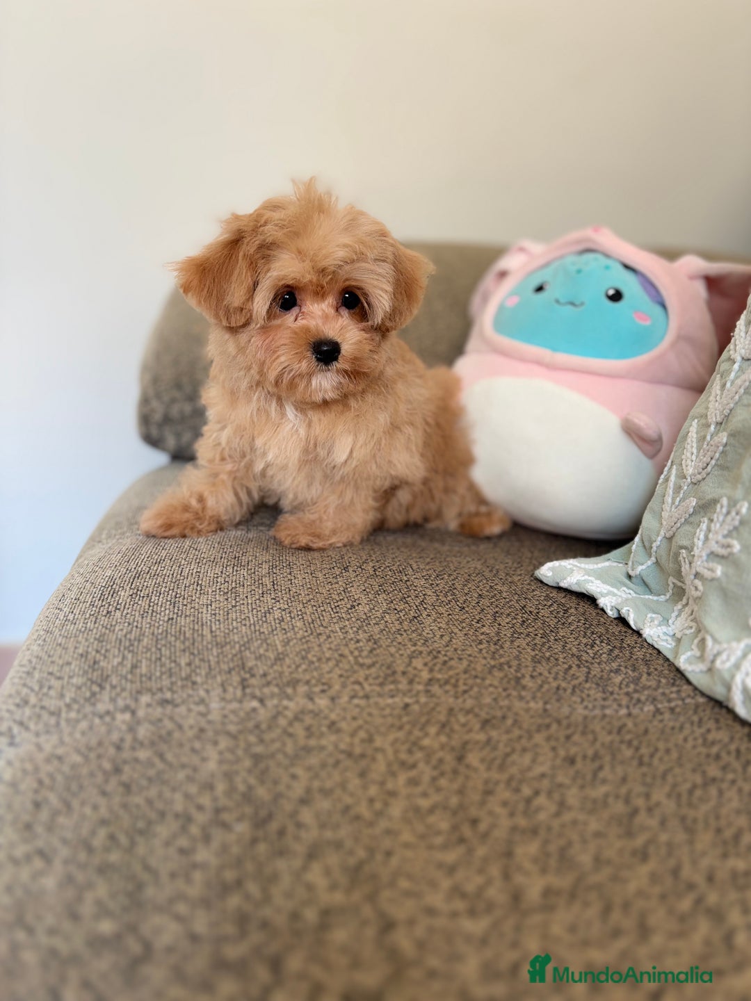 Maltipoo perros en venta: Maltipoo  - Imagen 6