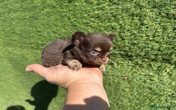 Chihuahua perros en venta: Chihuahua pelo largo  - Imagen 6