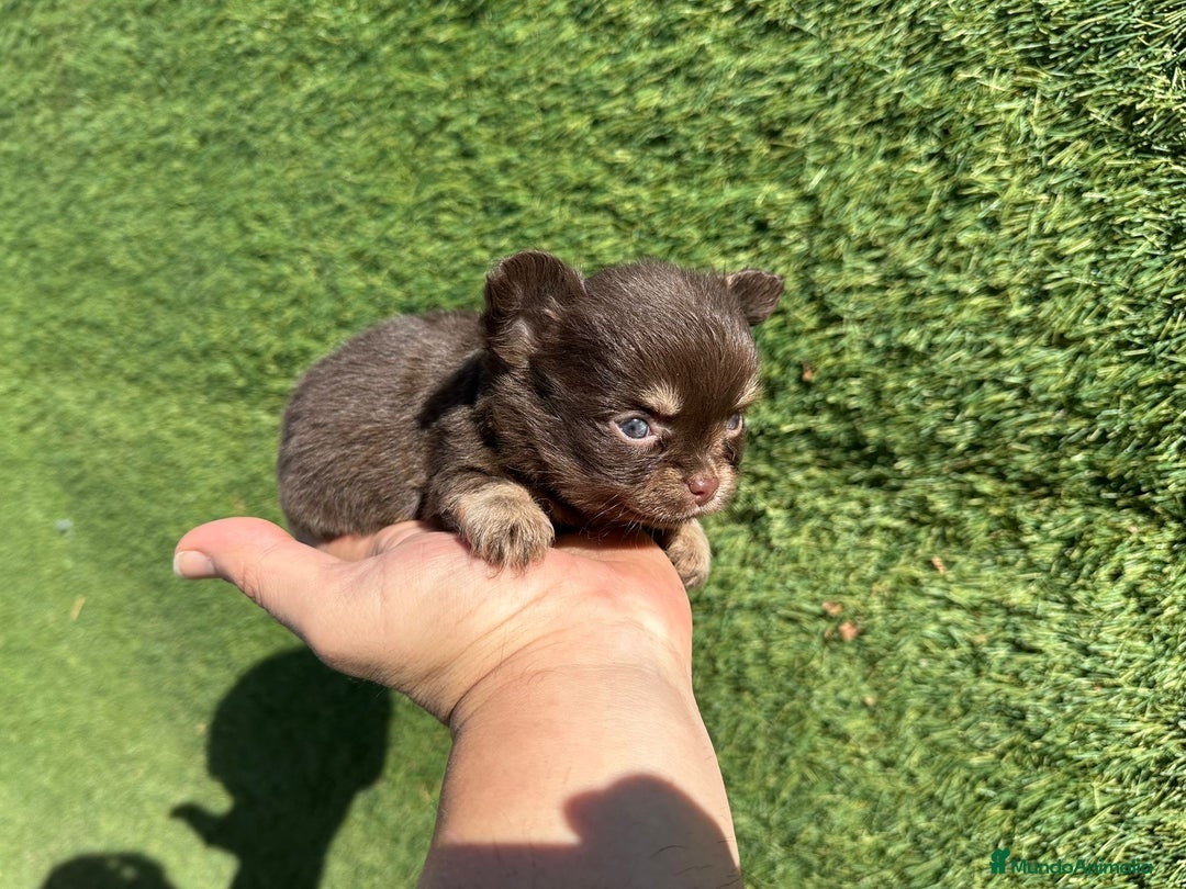Chihuahua perros en venta: Chihuahua pelo largo  - Imagen 6