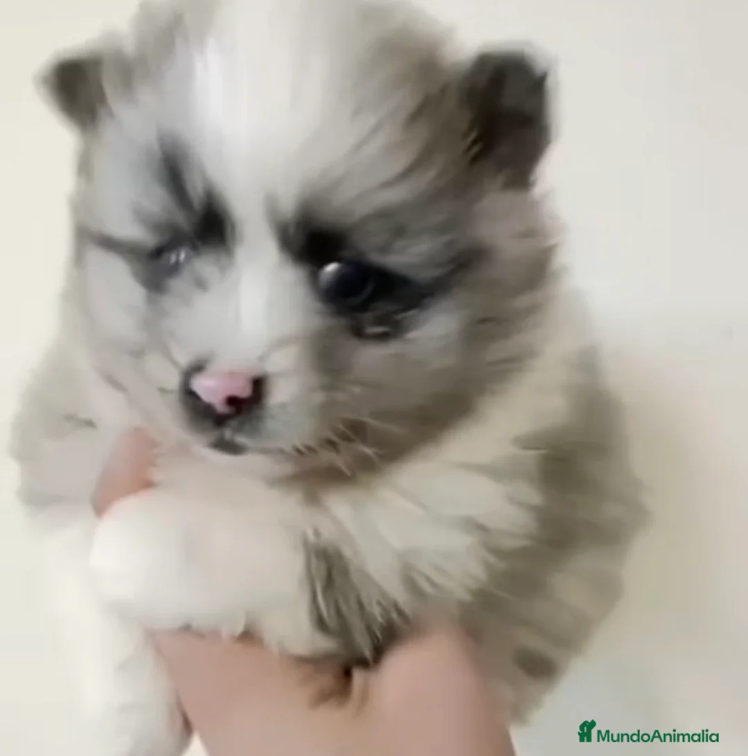 Pomerania perros en venta: Pomerania hembra merle - Anuncio 1