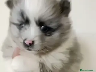 Pomerania perros Pomerania hembra merle - Anuncio 1