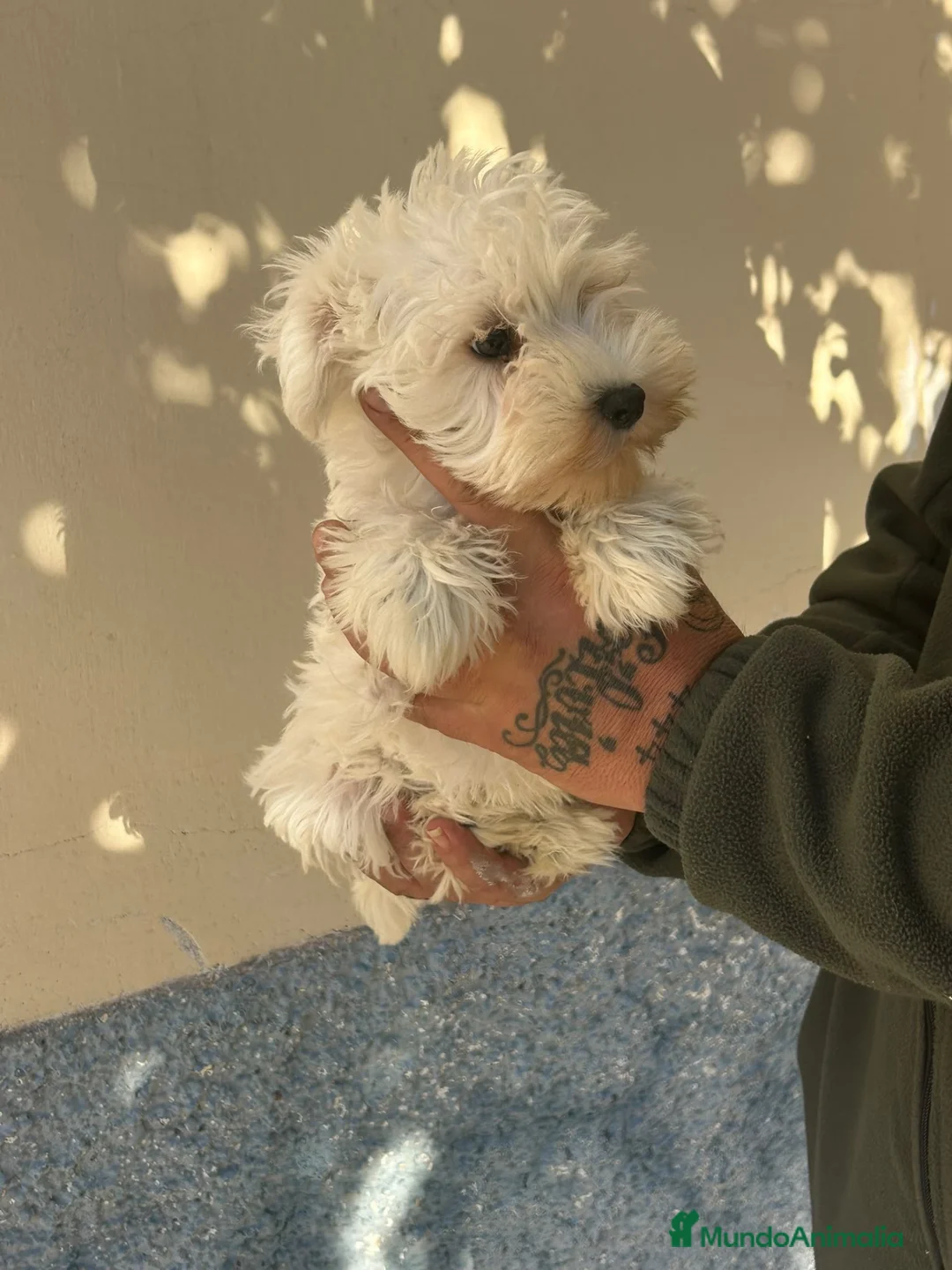 Schnauzer Miniatura perros en venta: Schnauzer, hembra - Anuncio 1