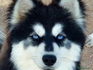 Pomsky perros Hembra pomsky ( mini husky) - Anuncio 2