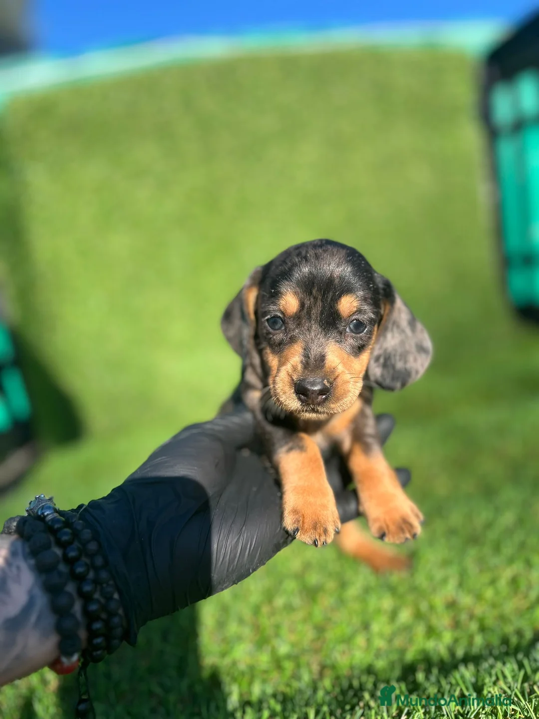 Teckel perros en venta: TECKEL //// MINIATURA  en Badajoz - Anuncio 3