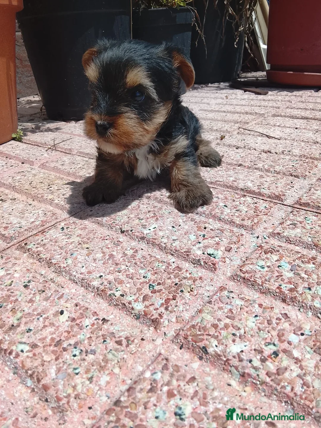Yorkshire Terrier perros en venta: Cachorr@s yorkshire terrier  - Anuncio 4