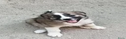 Border Collie perros en venta: Cachorros de border collie - Anuncio 8