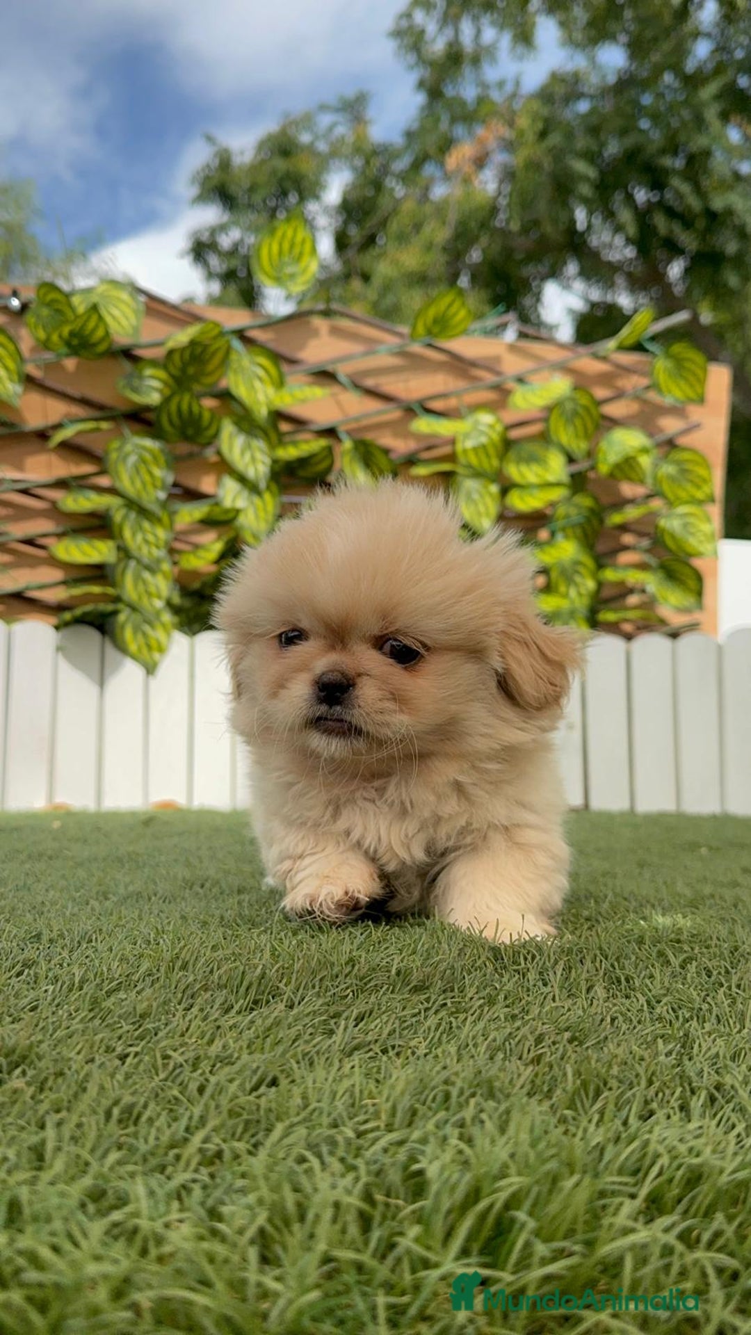 Pekinés perros en venta: PEKINES IMPERIAL HEMBRA - Imagen 3
