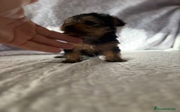 Yorkshire Terrier perros en venta: Yorkshire mini - Imagen 9