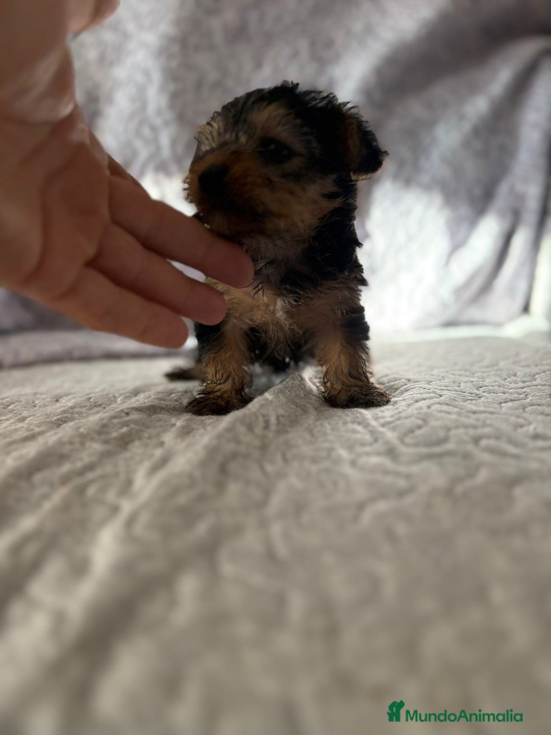Yorkshire Terrier perros en venta: Yorkshire mini - Imagen 9
