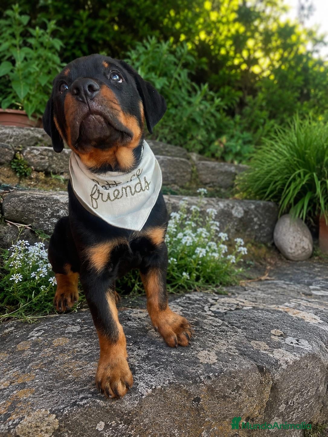 Rottweiler perros CACHORRO ROTTWEILER - Anuncio 1