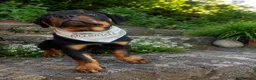 Rottweiler perros en venta: CACHORRO ROTTWEILER - Anuncio 1