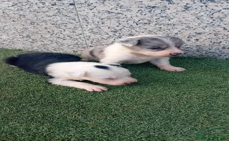 Border Collie perros - Anuncio 1