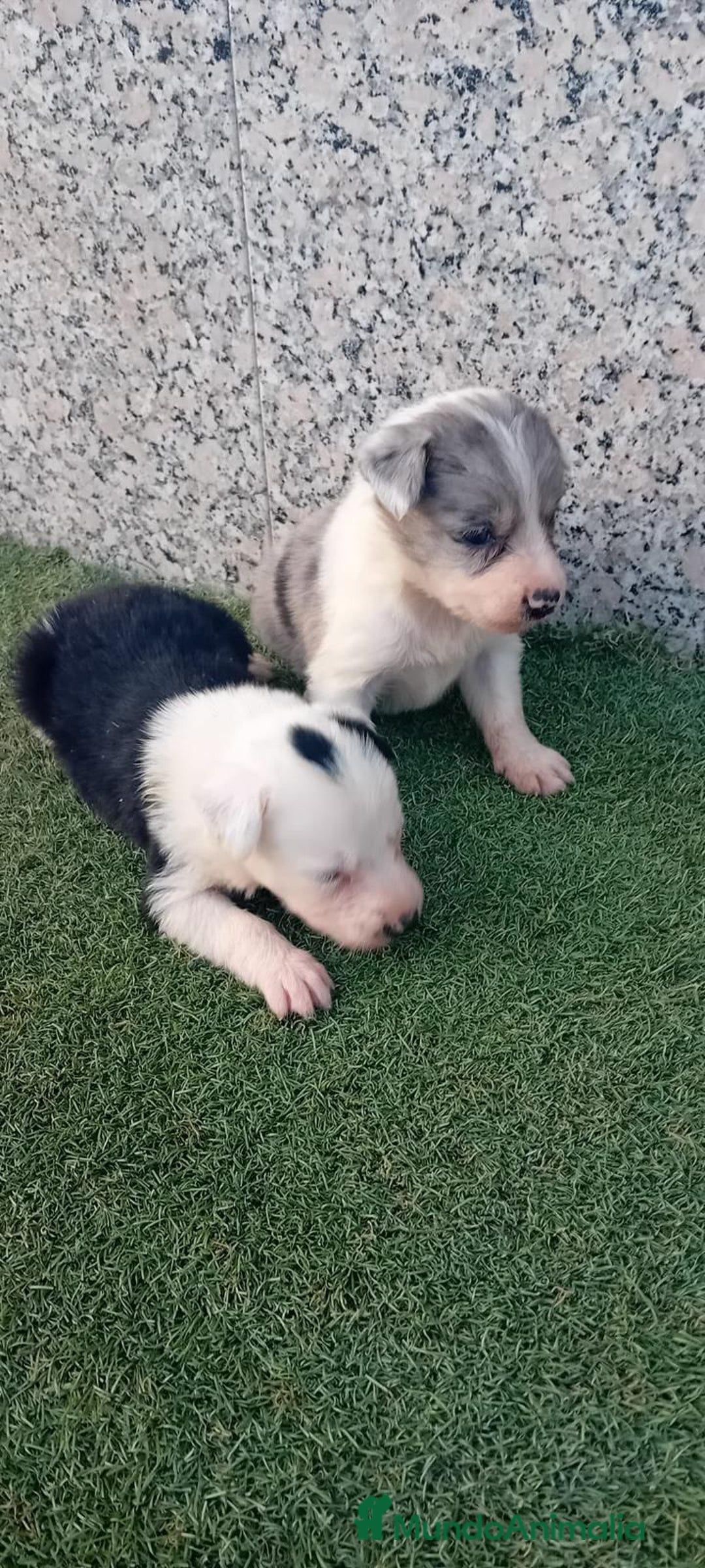 Border Collie perros en venta: Colin - Imagen 1