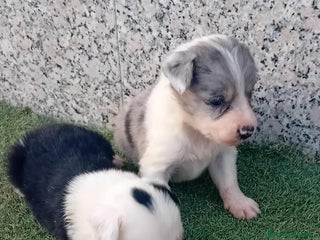 Border Collie perros - Anuncio 39