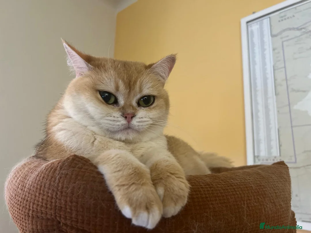 Británico de Pelo Corto gatos en venta: Hogar definitivo para Luna - Anuncio 3