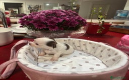 Chihuahua perros en venta: Chihuahua de pelo largo  - Imagen 3