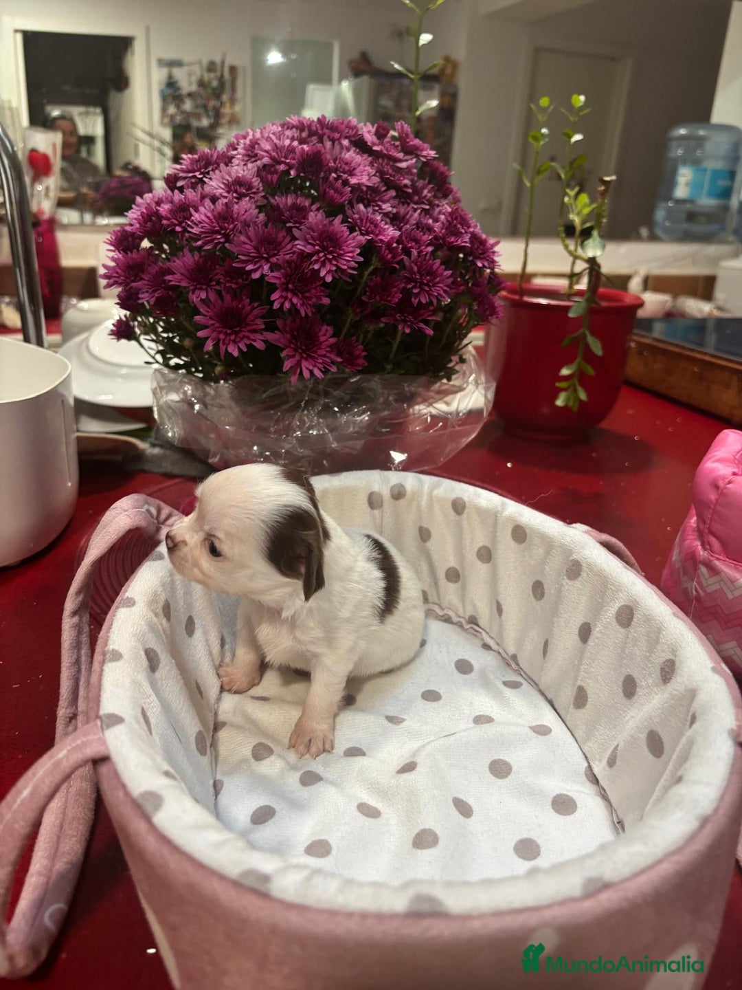 Chihuahua perros en venta: Chihuahua de pelo largo  - Imagen 3