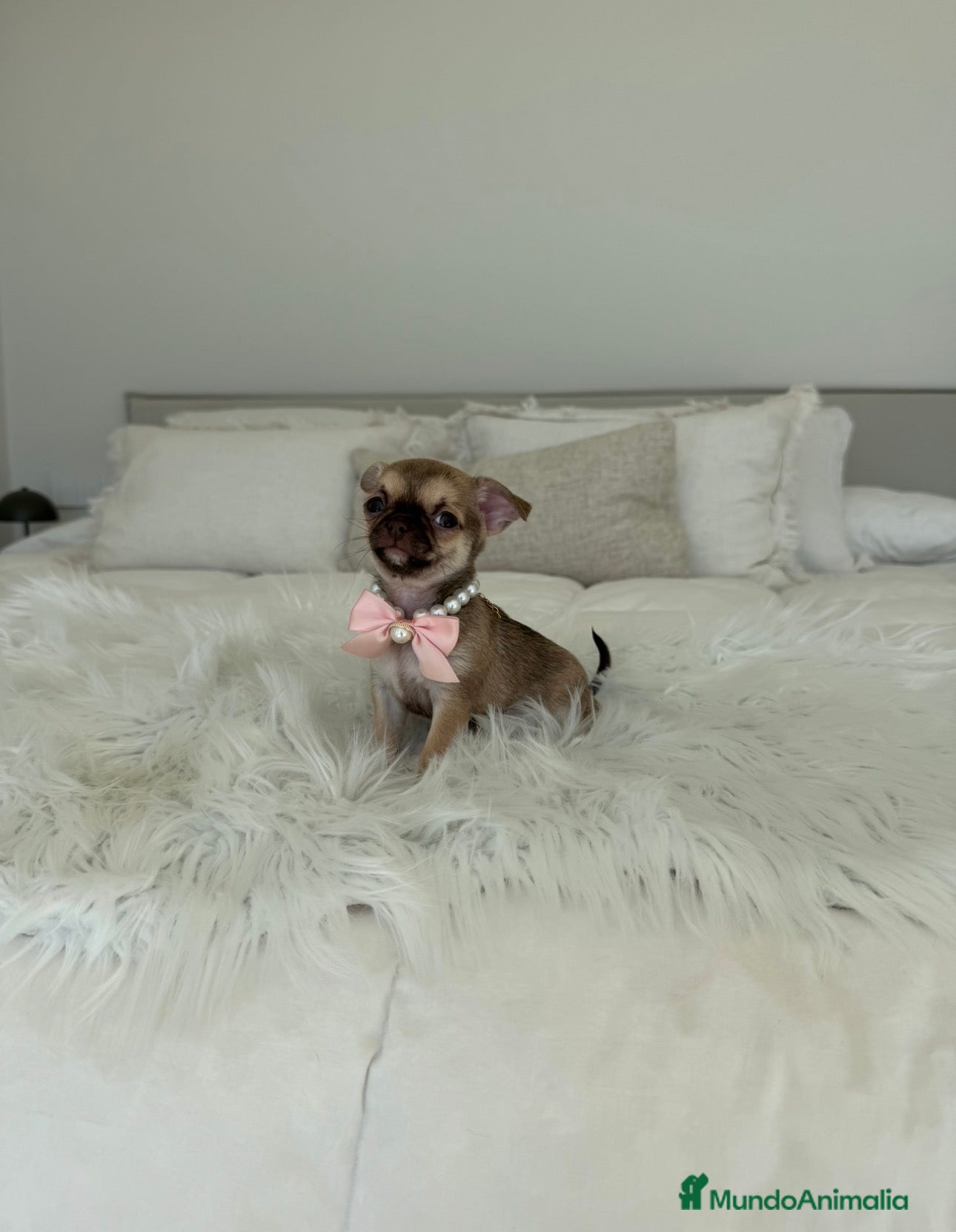 Chihuahua perros Chihuahua hembra - Anuncio 1