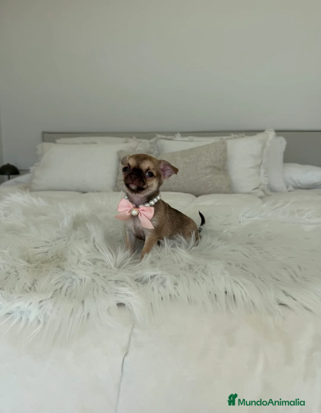 Chihuahua perros en venta: Chihuahua hembra - Anuncio 1