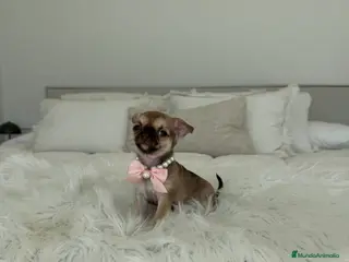 Chihuahua perros Chihuahua hembra - Anuncio 1