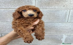 Caniche Toy perros en venta: Estupendos caniches rojos toy - Imagen 2