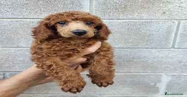 Caniche Toy perros - Propaganda 1