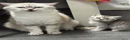 Británico de Pelo Corto gatos en venta: Gatos British Shortair - Anuncio 1