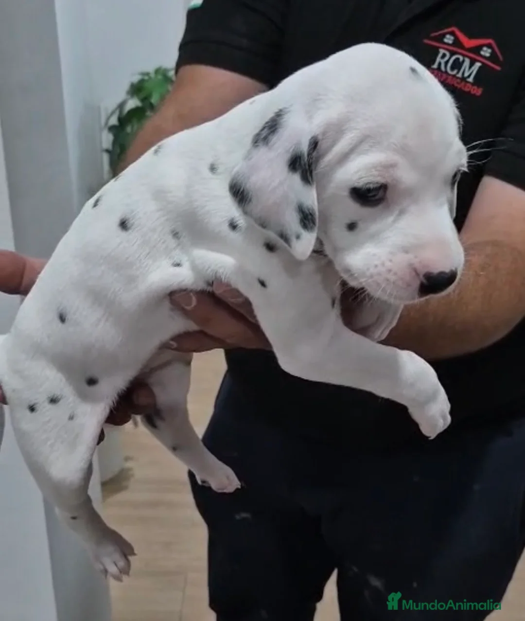 Dálmata perros en venta: Dálmatas disponibles🐶🐾 - Anuncio 2