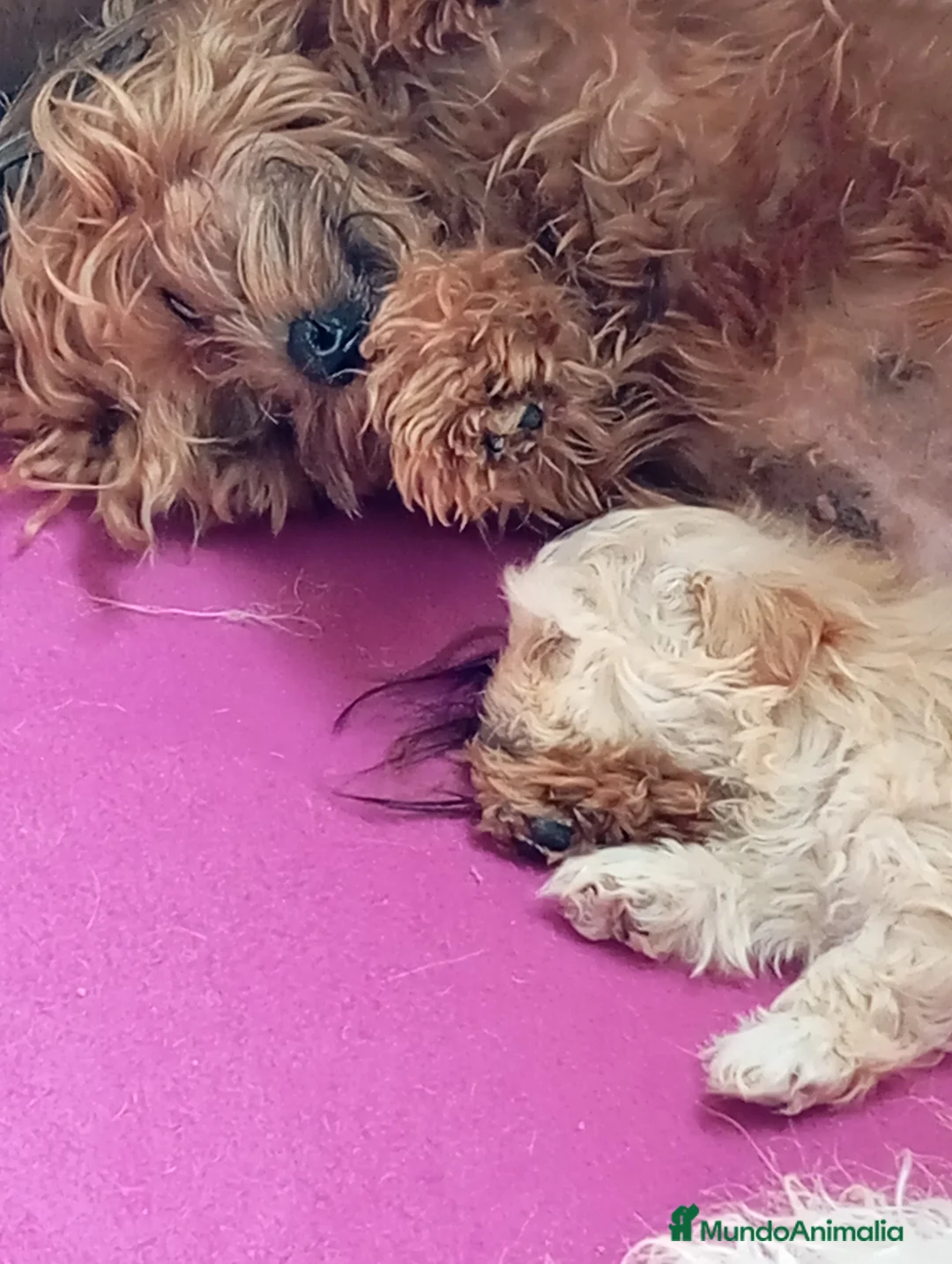 Raza Mixta perros en venta: Bichón maltés maltipoo - Anuncio 5