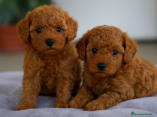 Caniche Toy perros - Anuncio 1