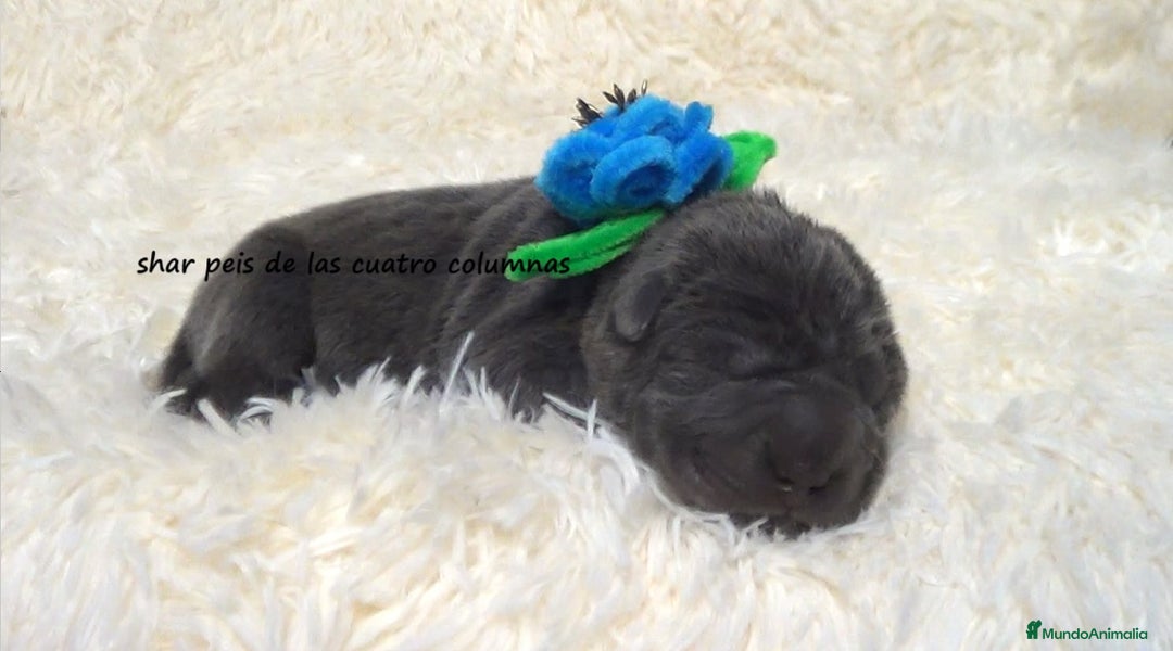 Shar Pei perros en venta: shar peis de las cuatro columnas - Imagen 5