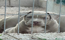 American Bully perros en venta: Cachorros American Bulli  - Imagen 2