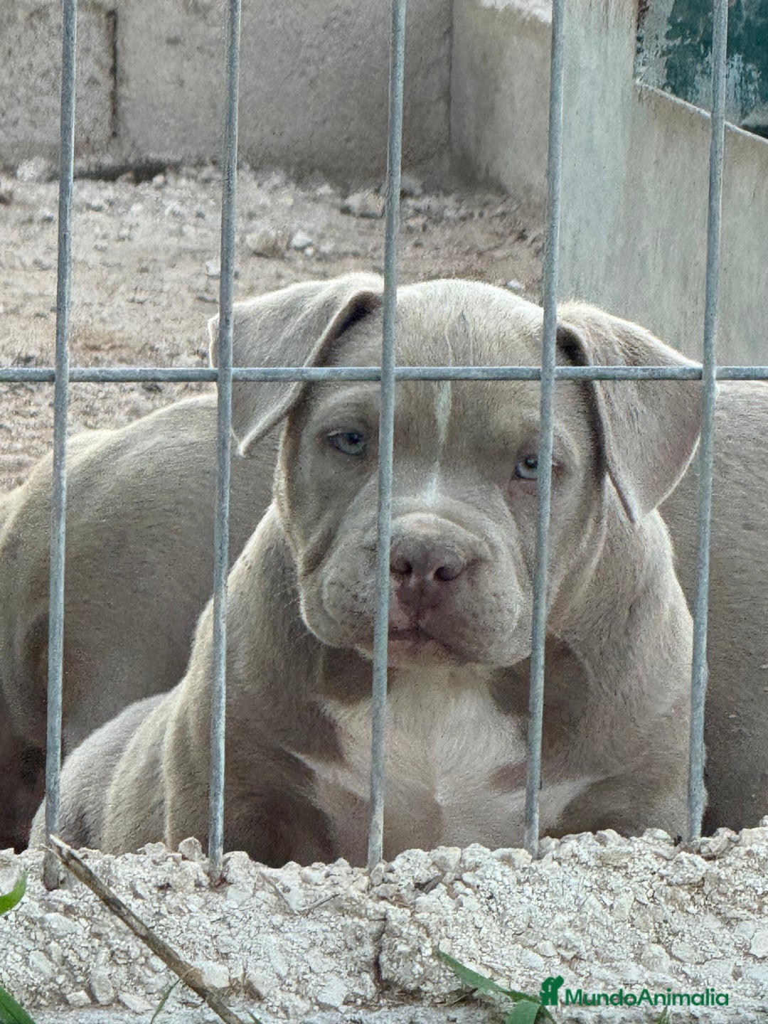 American Bully perros en venta: Cachorros American Bulli  - Imagen 2