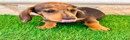 Teckel Miniatura perros en venta: Teckel miniatura merle choco - Anuncio 16