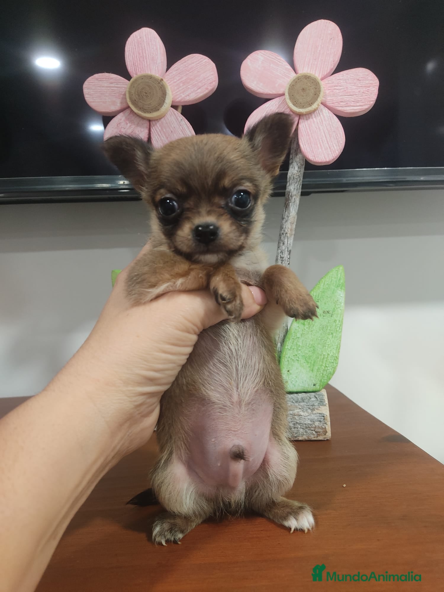 Chihuahua perros Chihuahua mini - Anuncio 4