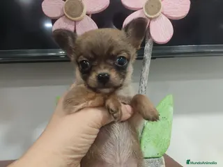 Chihuahua perros Chihuahua mini - Anuncio 4
