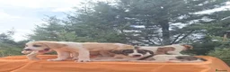 Mastín Español perros en venta: Mastín español  - Anuncio 2