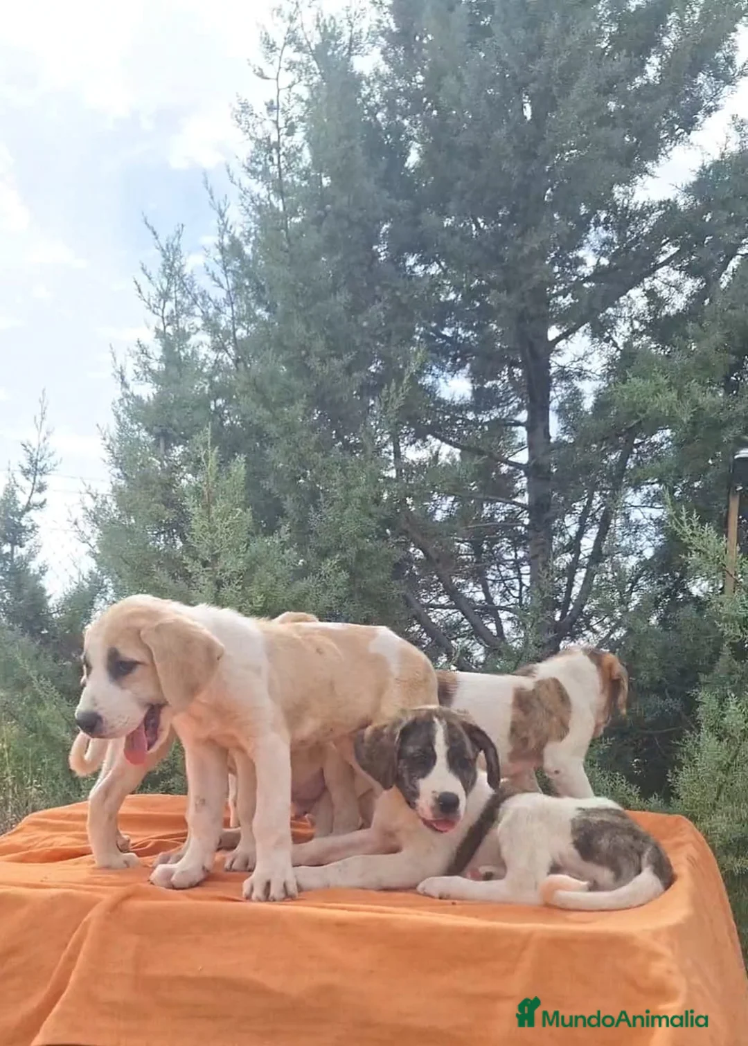Mastín Español perros en venta: Mastín español  - Anuncio 2