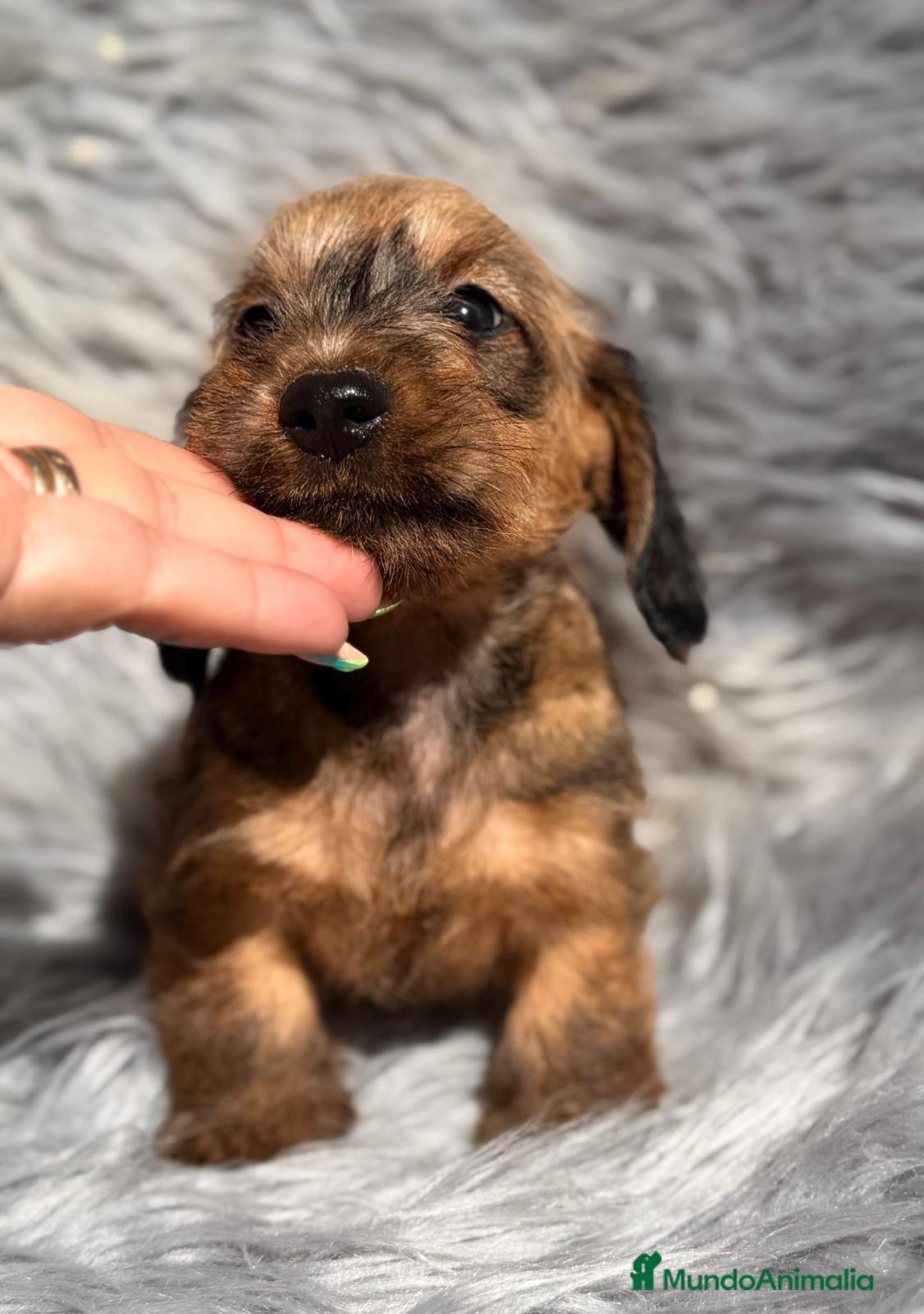 Teckel Miniatura perros TECKEL HOJA SECA PAPÁS KANINCHEN - Anuncio 2